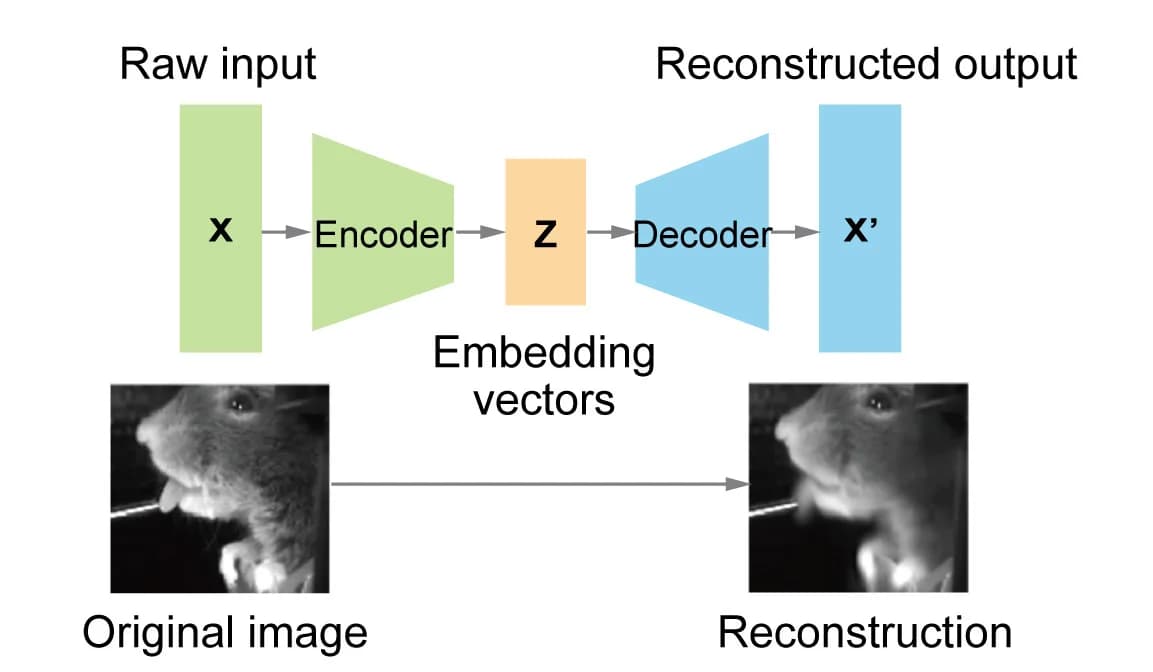 Open access visualization of Workflow, Photo, Behavioral Videos, Convolutional Autoencoders, Embedding Vectors