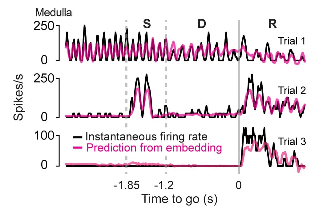 Open access visualization of Line Plot, Movements, Neuron, Medulla, Spike Rate