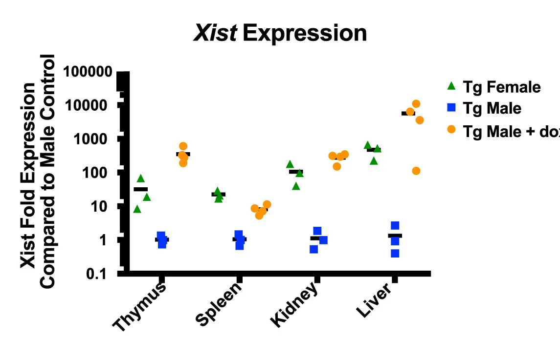 Open access visualization of Scatter Plot, RT-qPCR, Xist Expression, Mice, Doxycycline