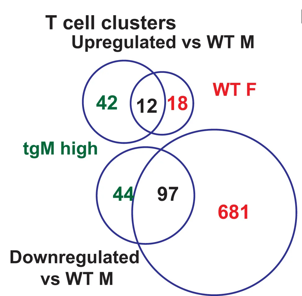 Open access visualization of Venn Diagram, Differentially Expressed Genes, T Cell, tgXist Male, Wild-Type Female