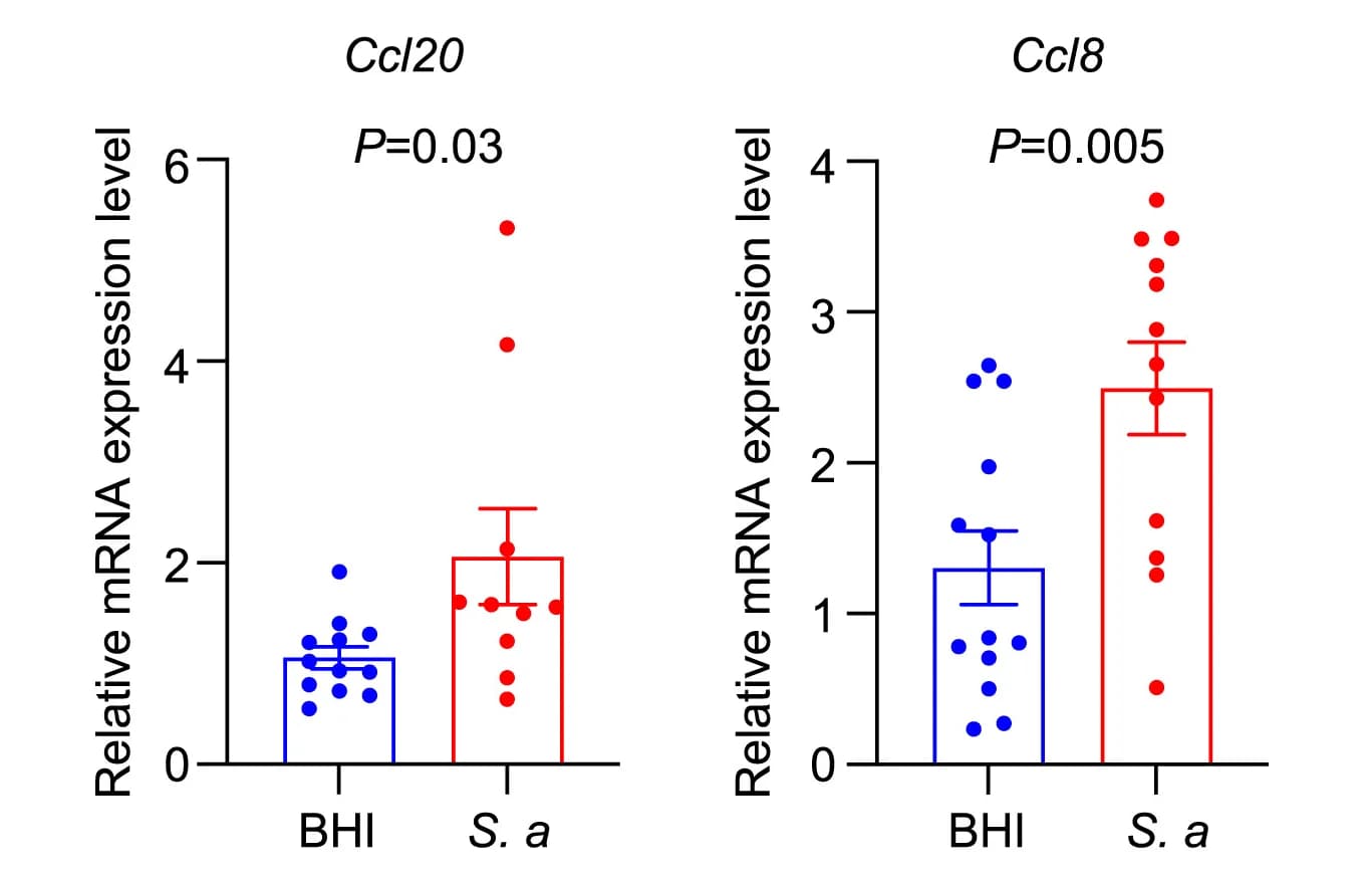 Open access visualization of Bar Plot, Error Bars, Scatter Plot, Gastric Ccl8, Gastric Ccl20