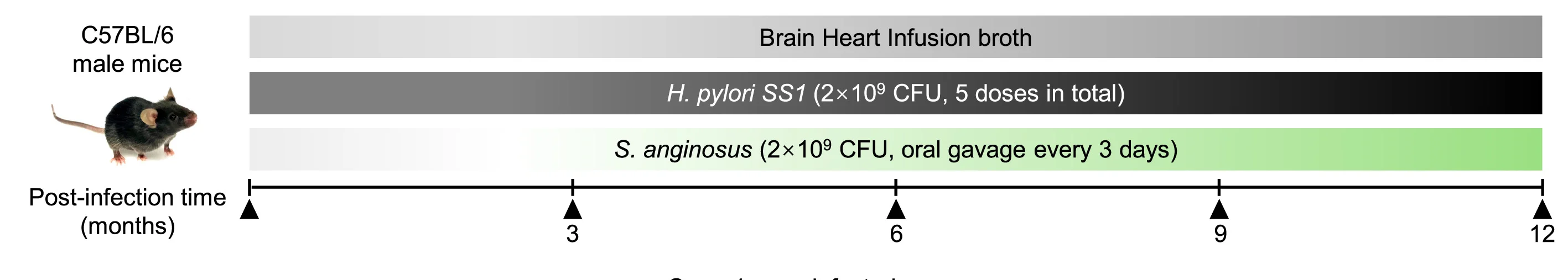 Open access visualization of Workflow, Illustration, C57BL/6 Male Mice, S. Anginosus, H. Pylori SS1