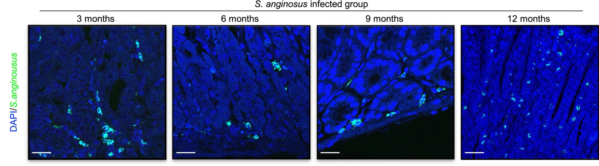 Open access visualization of Microscopy, FISH Images, Gastric Tissue, S. Anginosus, Mice