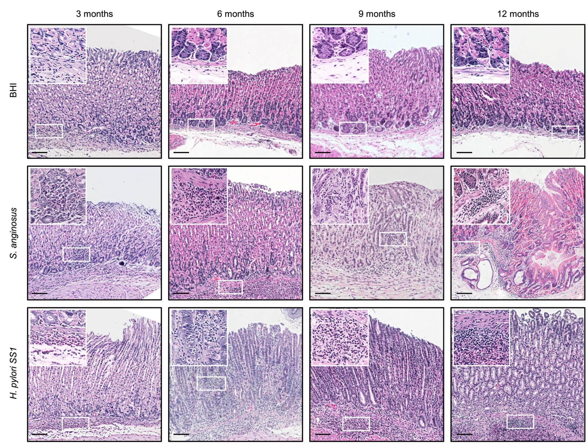 Open access visualization of Microscopy, H&E Images, Stomach, Mice, BHI