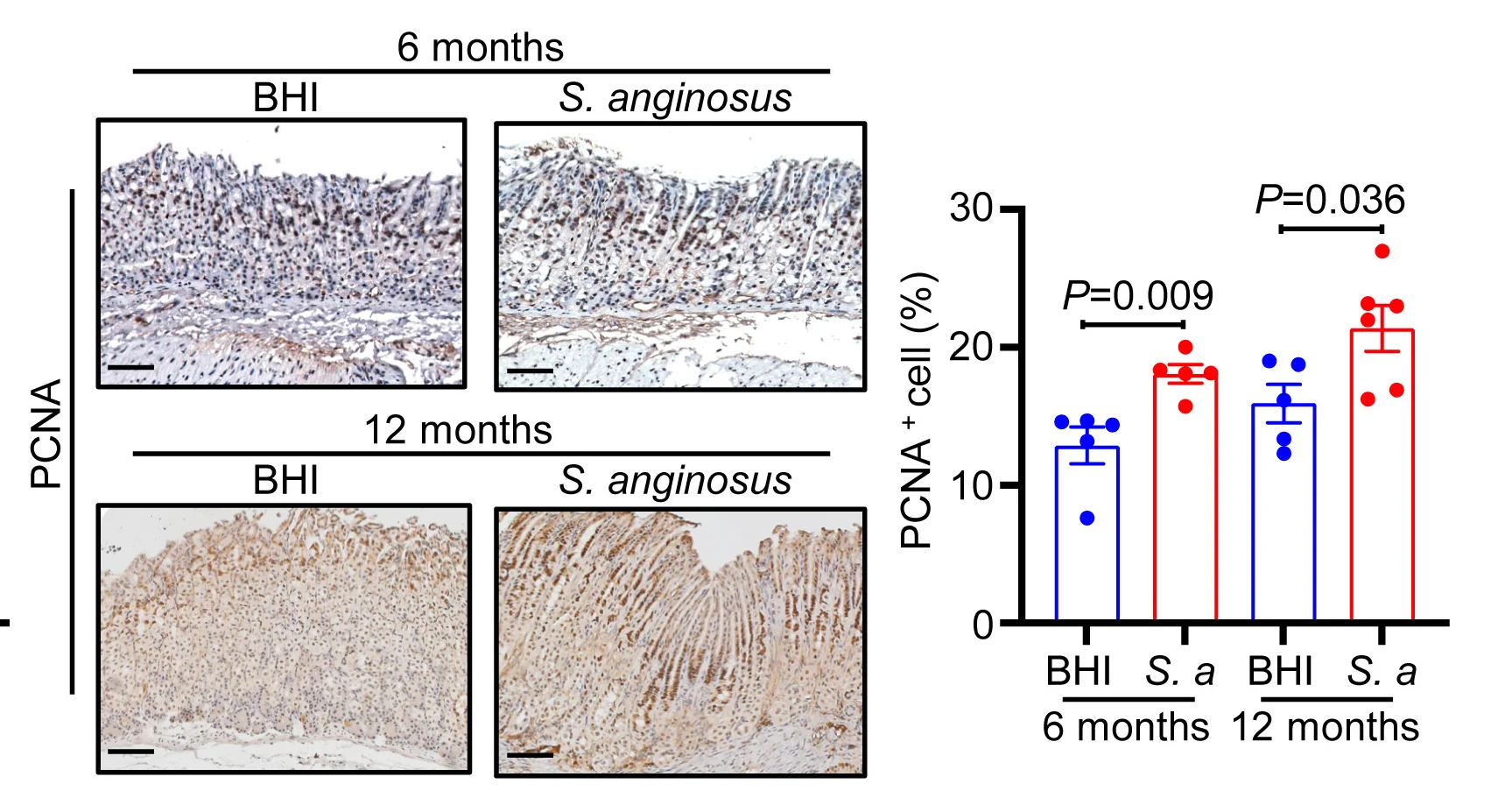 Open access visualization of Bar Plot, Error Bars, Microscopy, S. Anginosus, Mice