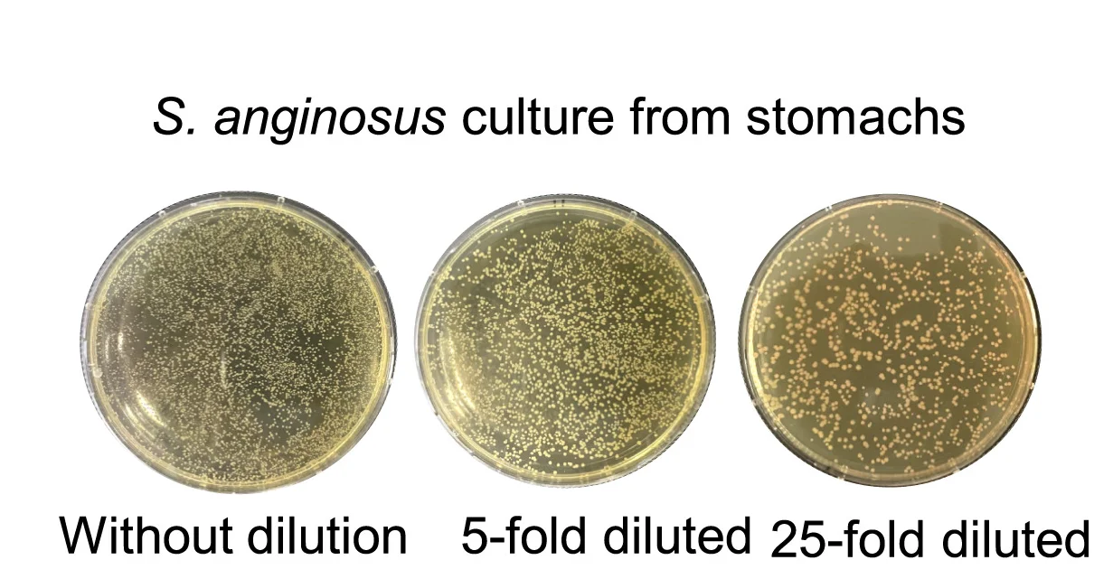 Open access visualization of Microscopy, S. Anginosus, Colonization, Bacteria Loads, Bacterial Culture