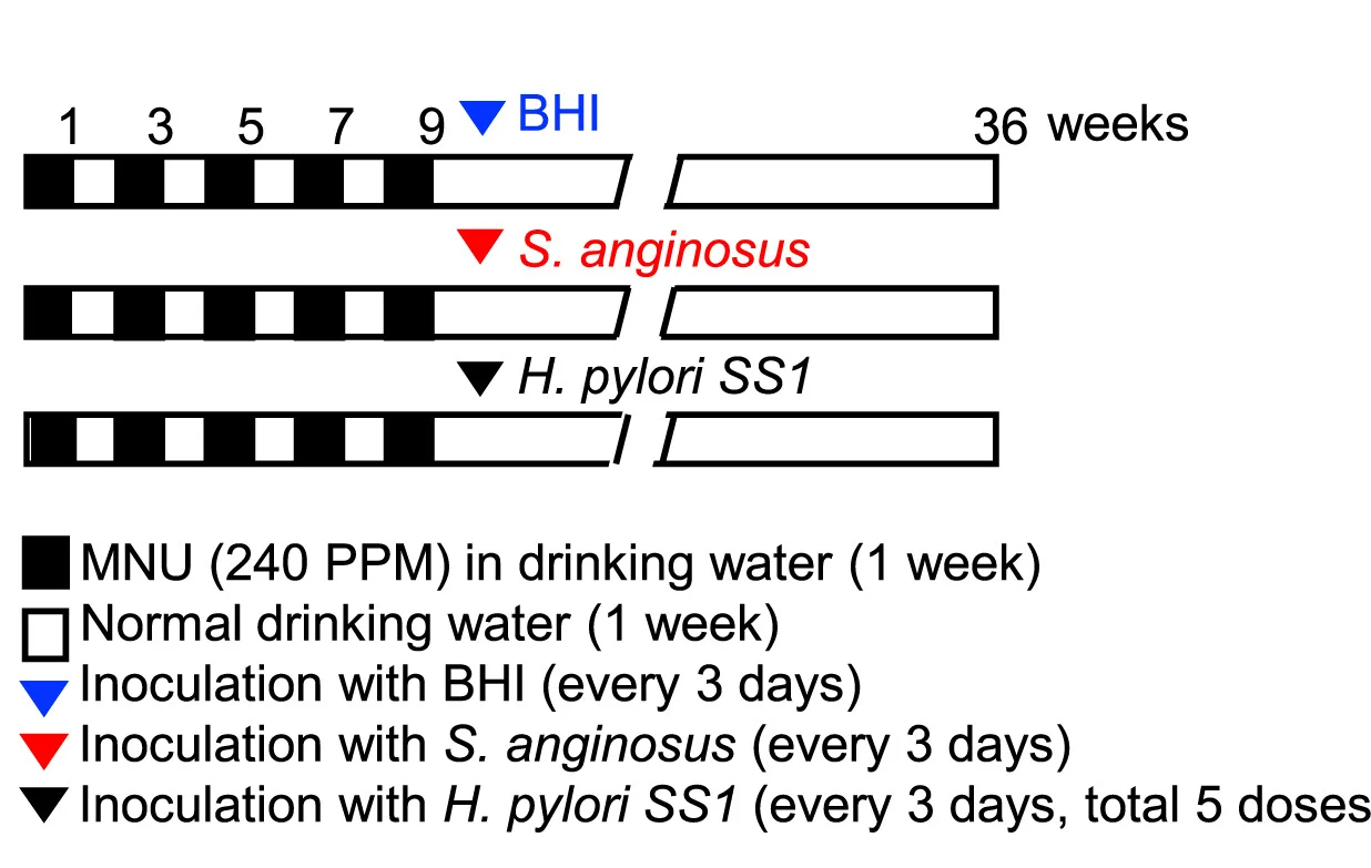 Open access visualization of Workflow, MNU-Induced Gastric Cancer Model, Mice, S. Anginosus, H. Pylori SS1
