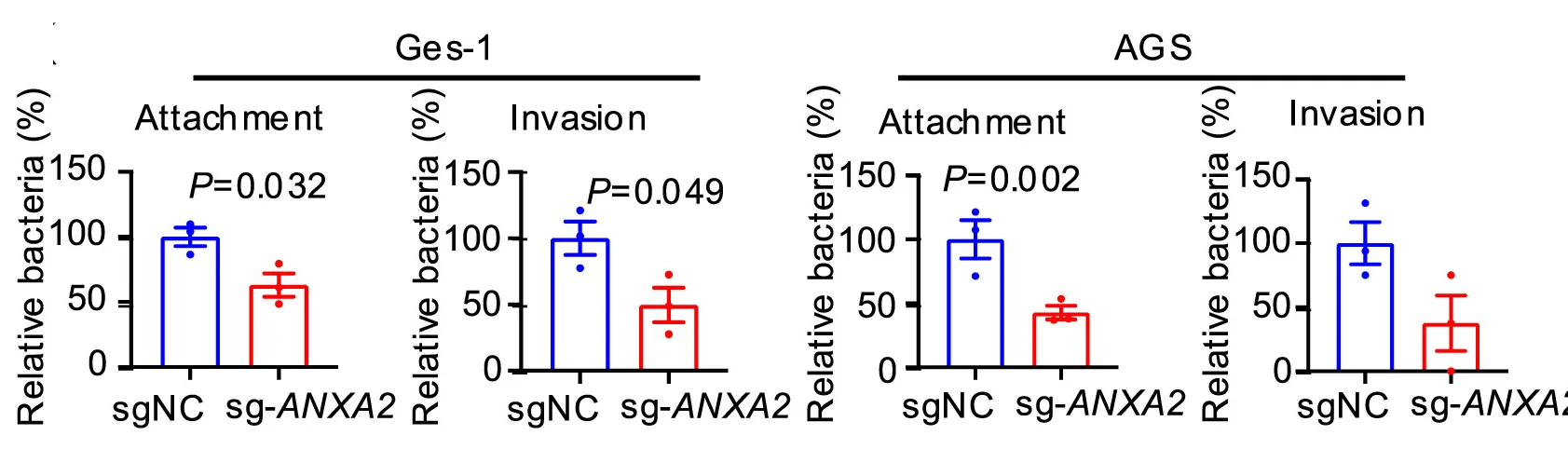 Open access visualization of Bar Plot, Error Bars, ANXA2 Knockout, Ges-1 Cells, AGS Cells