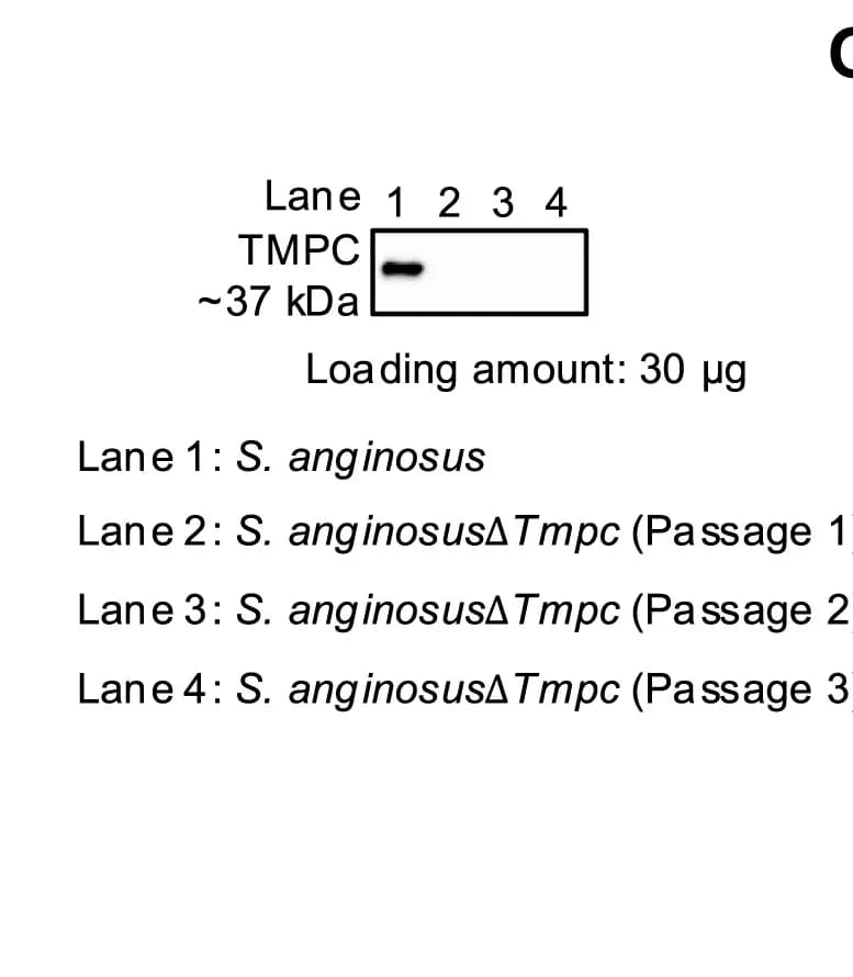 Open access visualization of Gel, TMPC Protein Level, S. anginosus, S. anginosusΔTmpc