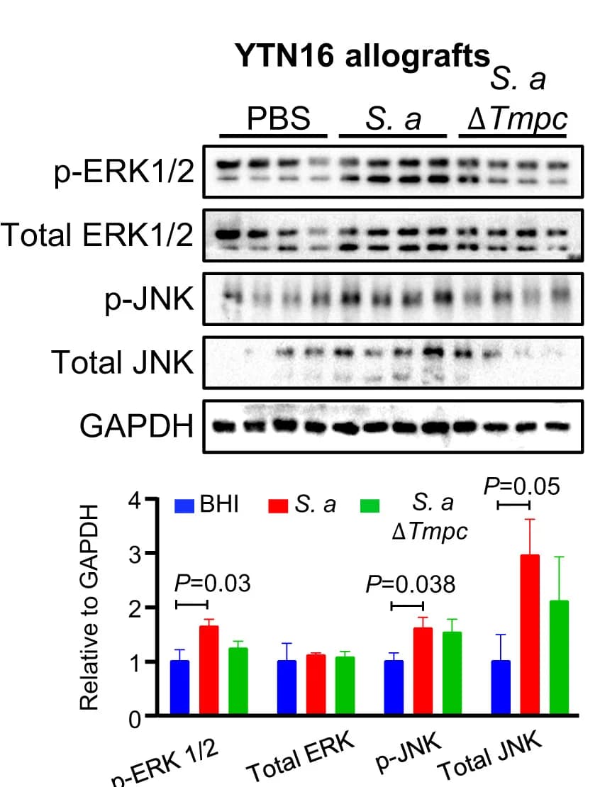 Open access visualization of Bar Plot, Error Bars, Gel, TMPC Protein Depletion, S. Anginosus