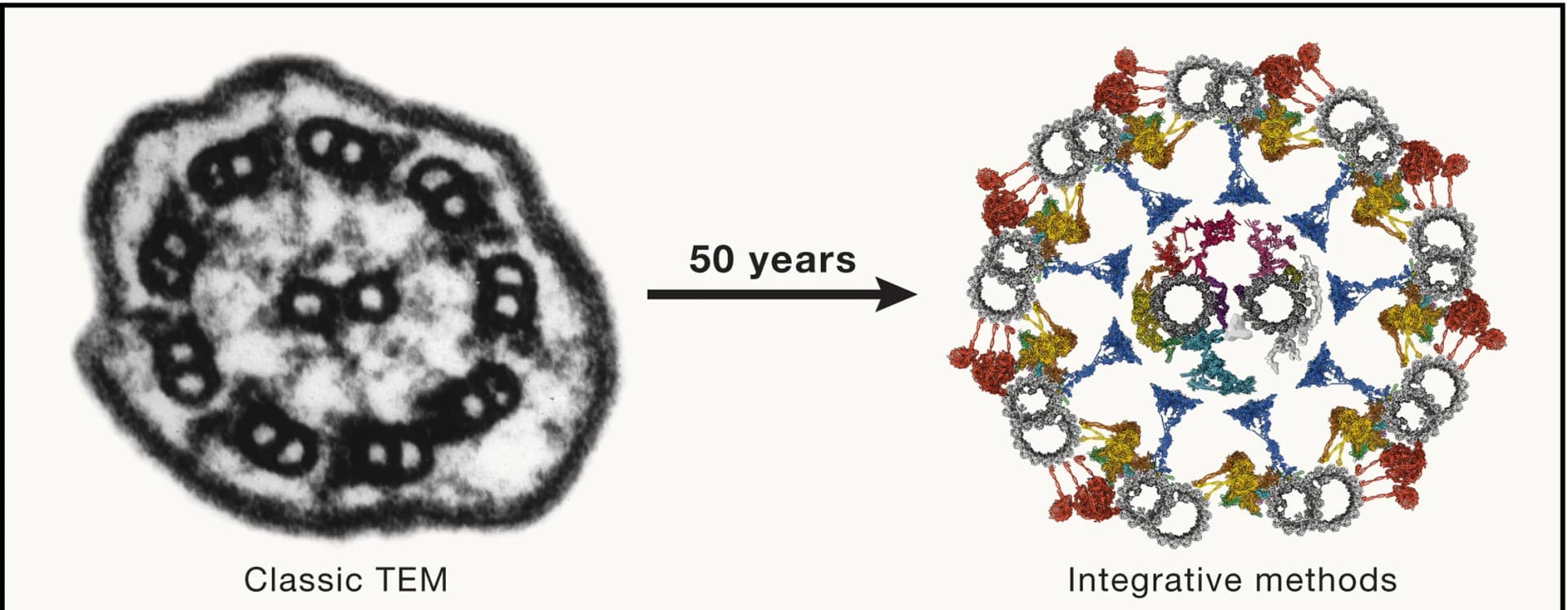 Open access visualization of Microscopy, Protein Structure, Ciliary Axoneme, Transmission Electron Microscopy, Atomic Model