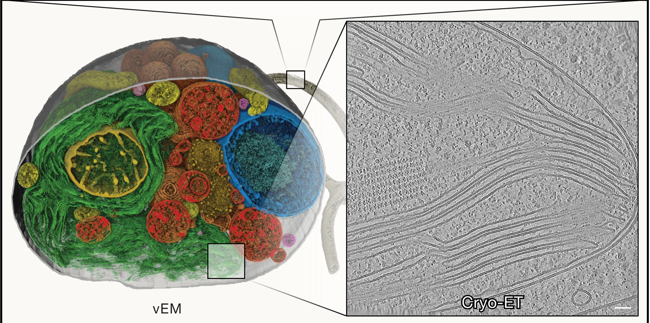 Open access visualization of Microscopy, Photo, 3D Segmentation, Cryo-PFIB-SEM Imaging, Cellular Ultrastructure