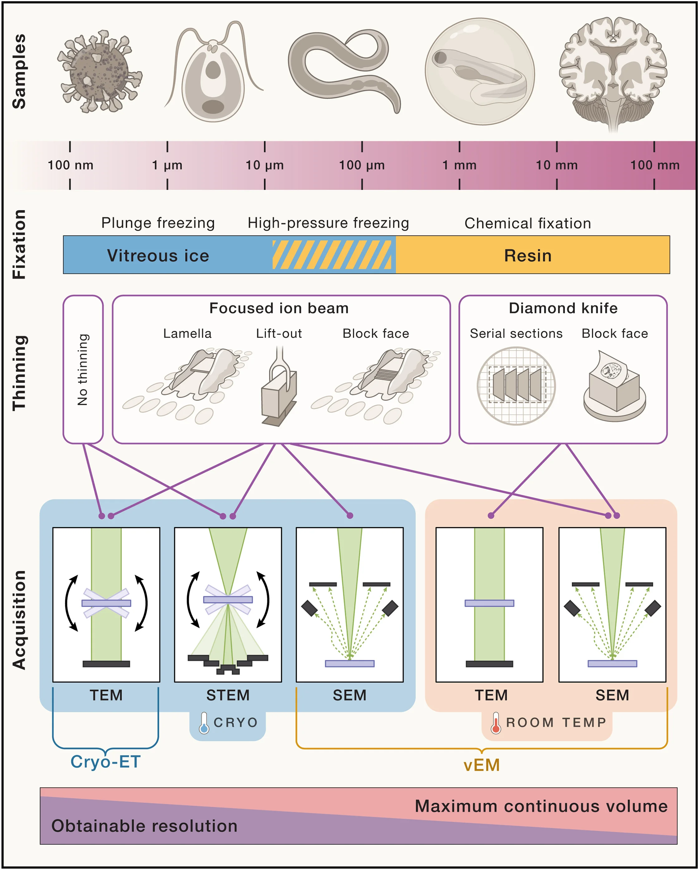Open access visualization of Workflow, Illustration, 3DEM, Electron Microscopy, Vitrification