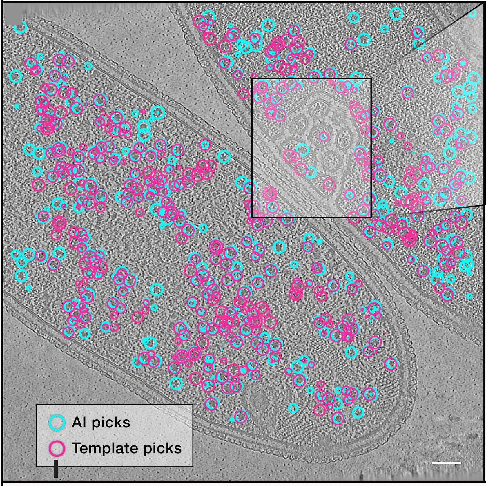 Open access visualization of Microscopy, Cryo-ET, Ribosome Positions, TomoTwin, STOPGAP