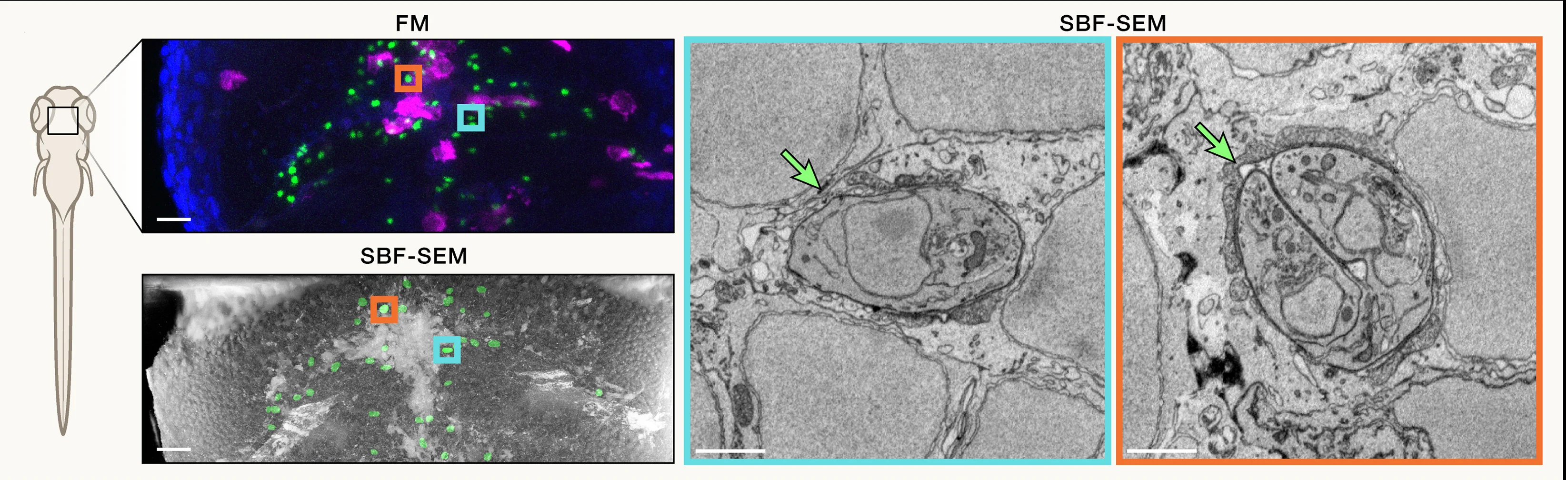 Open access visualization of Microscopy, CLEM, vEM, GFP-Tagged T. Gondii, Tachyzoite Cells