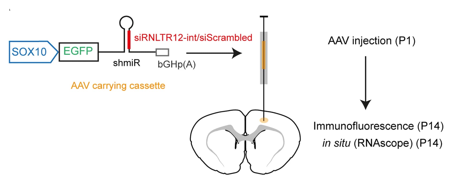 Open access visualization of Workflow, Flowchart, Illustration, SOX10, Emerald GFP