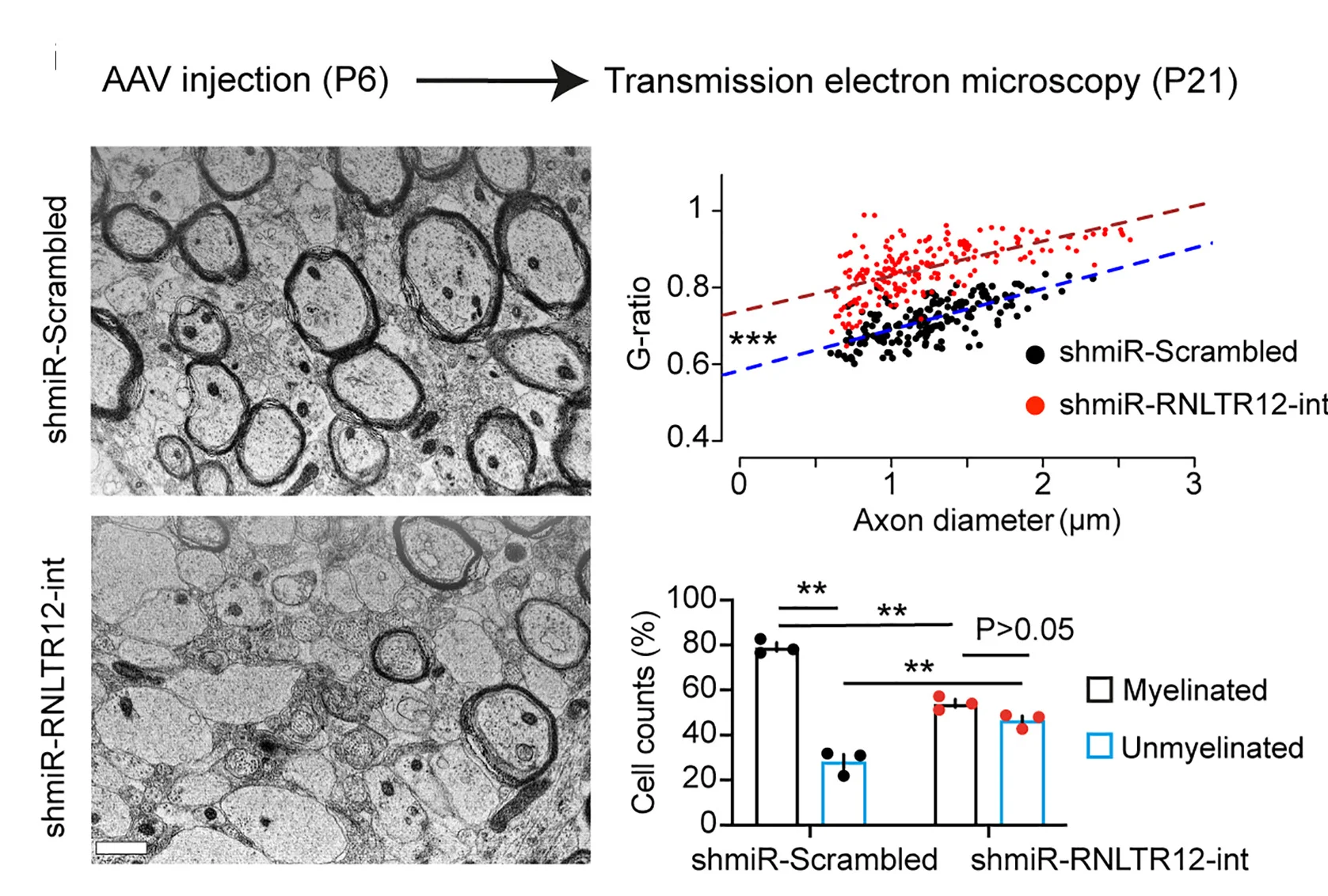 Open access visualization of Microscopy, Scatter Plot, Bar Plot, Regression Plot, Error Bars