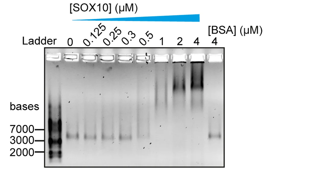 Open access visualization of Gel, SOX10, RNLTR12-int, EMSA, Agarose Gel