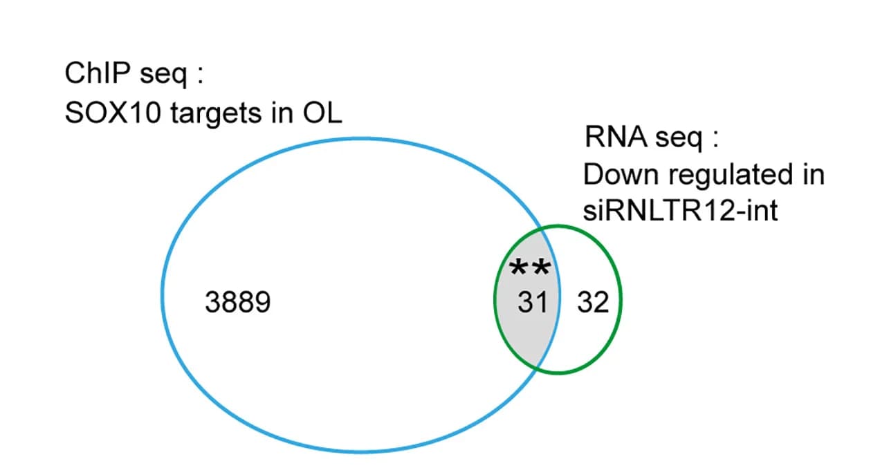 Open access visualization of Venn Diagram, SOX10, RNLTR12-int Inhibition, ChIP-seq Data, RNA-seq Data