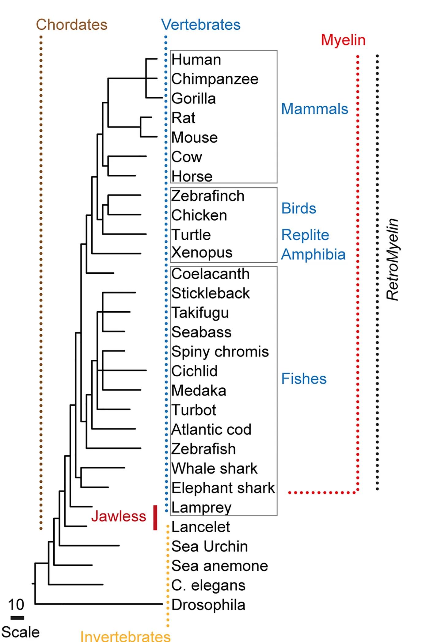 Open access visualization of Network, Pathway, Tree, Evolutionary Relationships, Taxa