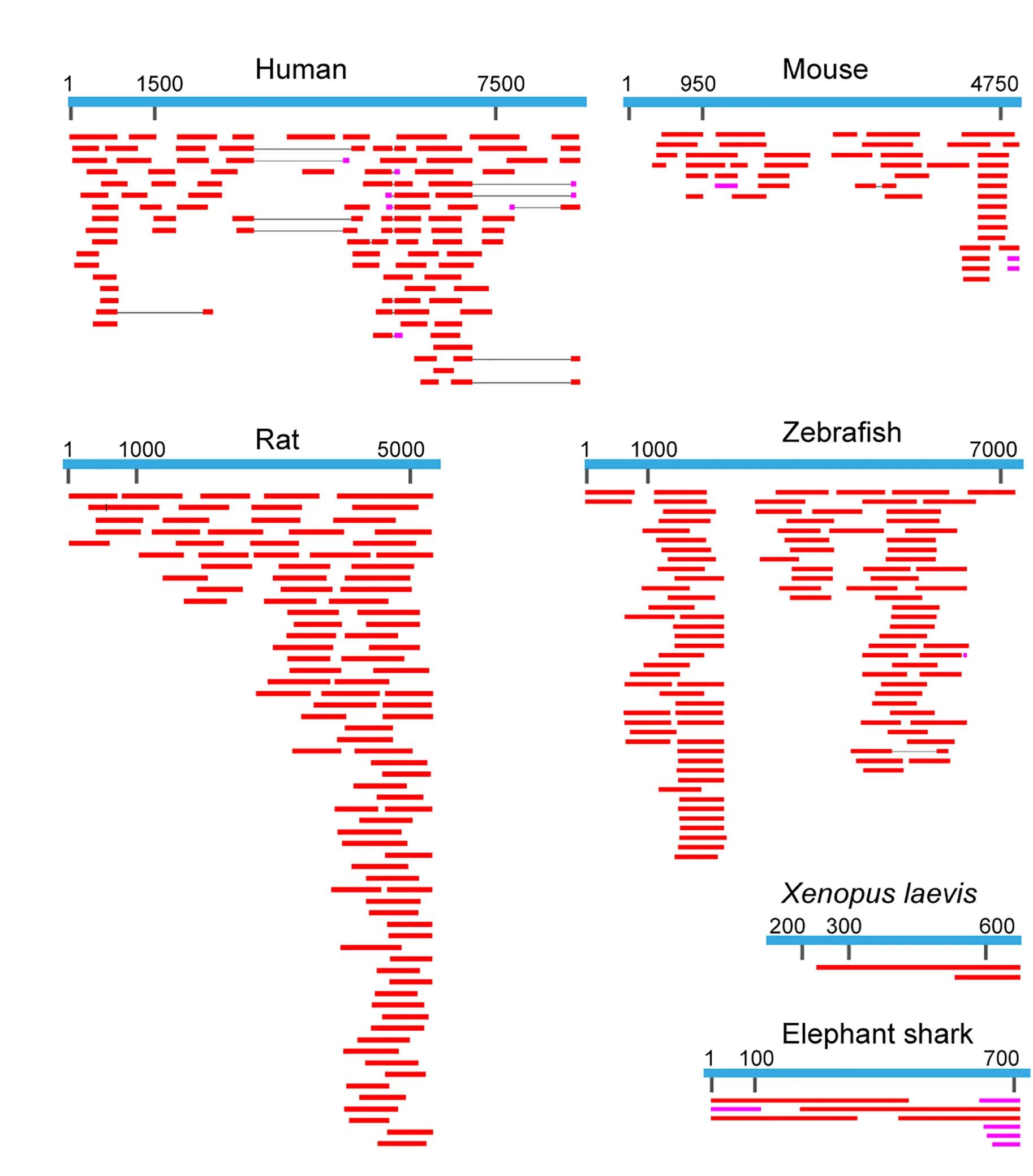 Open access visualization of Workflow, Illustration, Expressed Sequence Tags, RetroMyelin, Human
