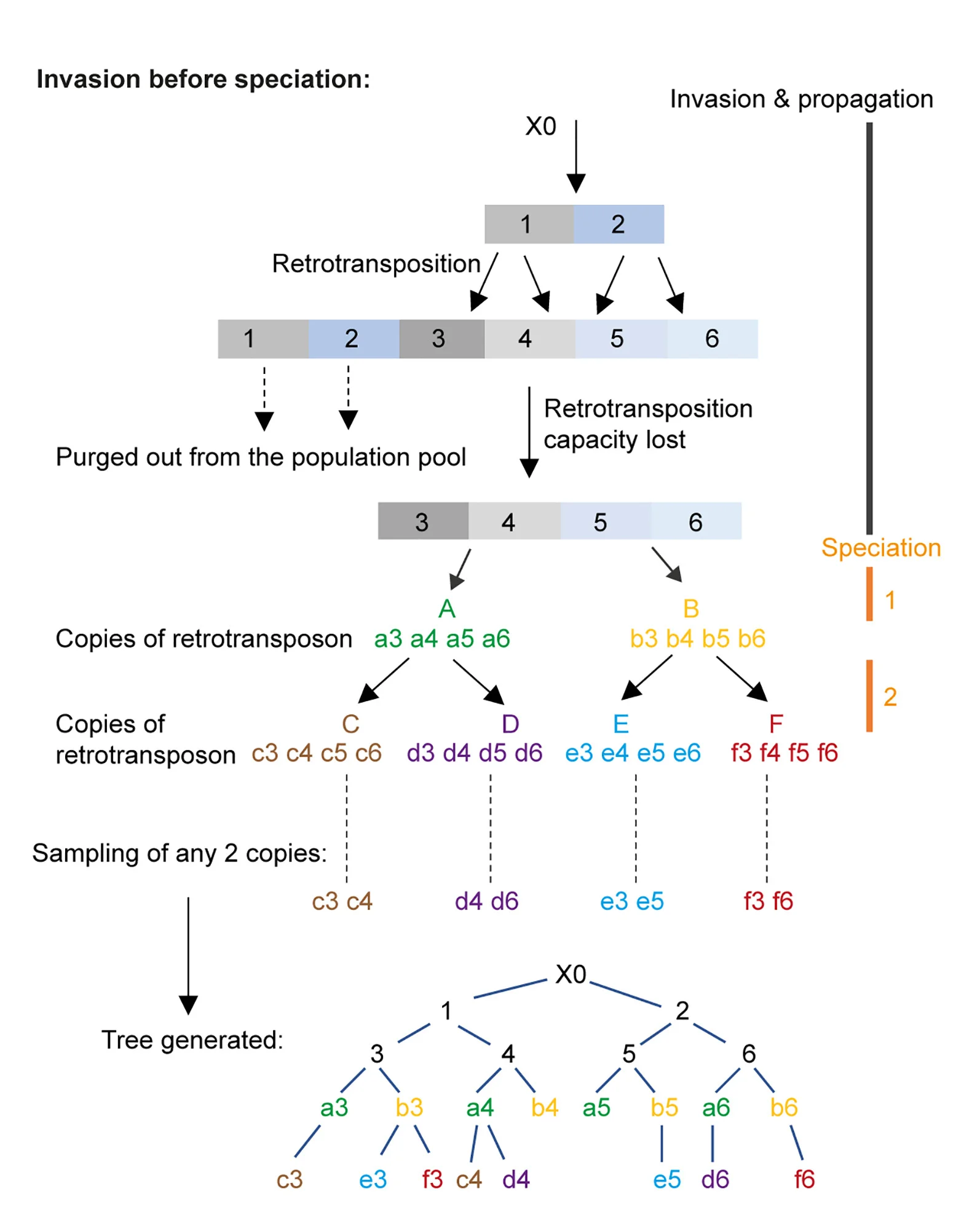 Open access visualization of Workflow, Flowchart, Phylogenetic Tree, Retroviral Element, Speciation