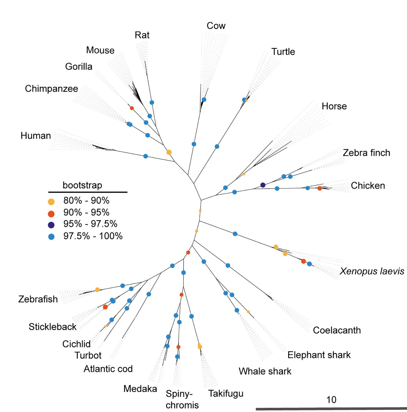 Open access visualization of Network, Pathway, Phylogenetic Tree, RetroMyelin, Speciation