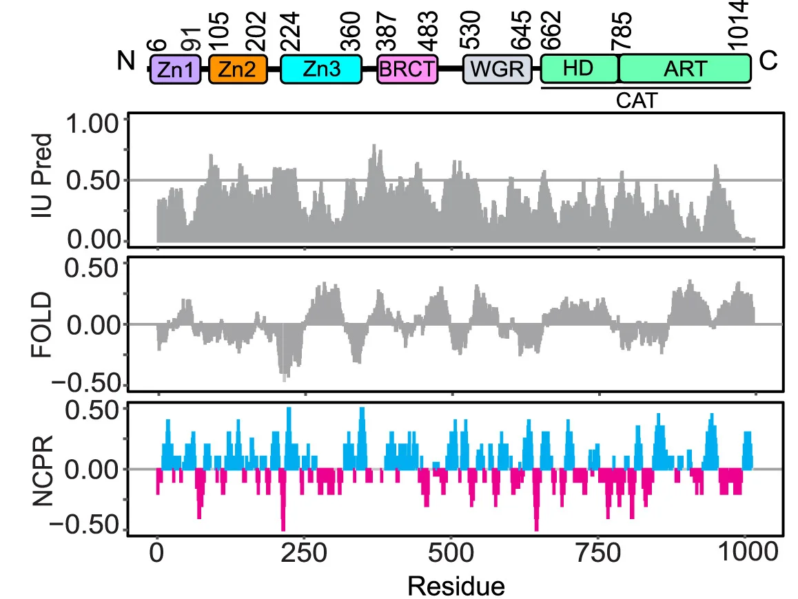 Open access visualization of Line Plot, Bar Plot, PARP1, Domain Structure, Intrinsic Disorder