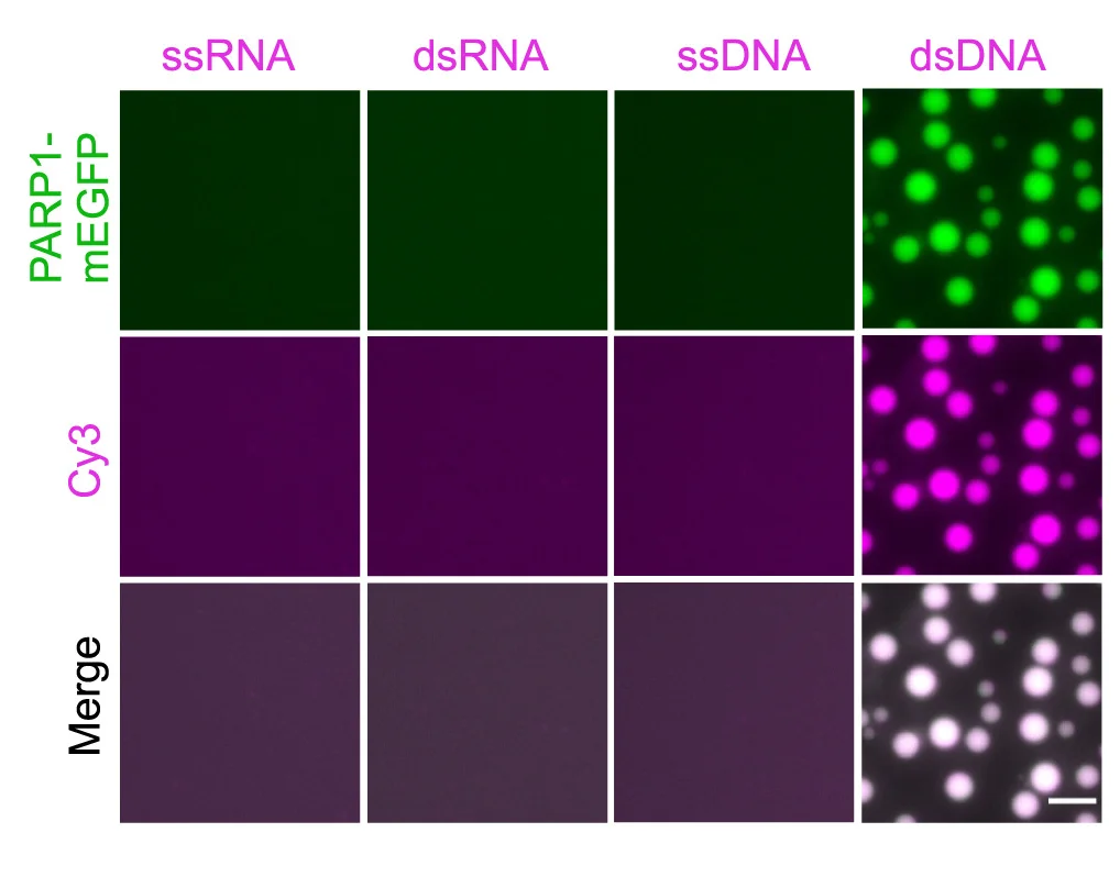 Open access visualization of Microscopy, Fluorescence Images, PARP1-mEGFP, ssRNA, dsRNA