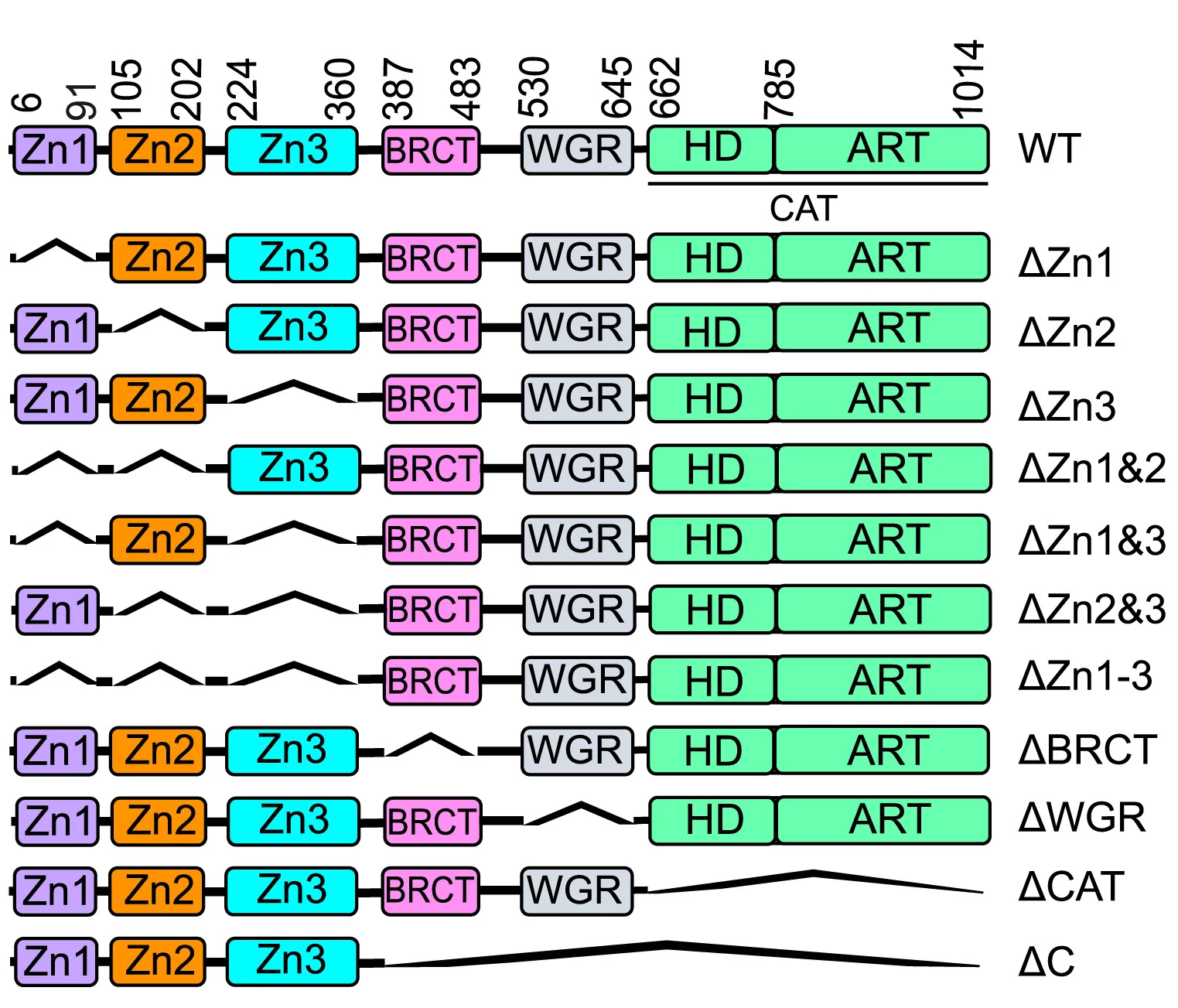 Open access visualization of Illustration, PARP1, Domain Structure, Variants