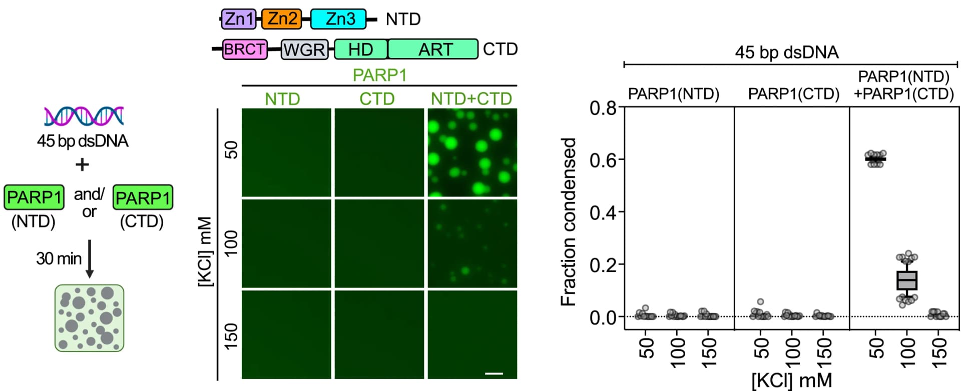 Open access visualization of Box Plot, Microscopy, Workflow, Experimental Workflow, N-Terminal Domain