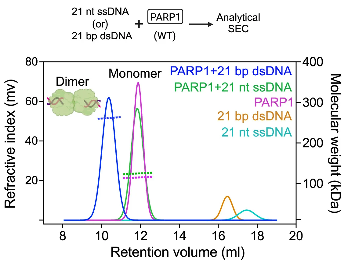 Open access visualization of Line Plot, Gel Filtration, PARP1, dsDNA, ssDNA