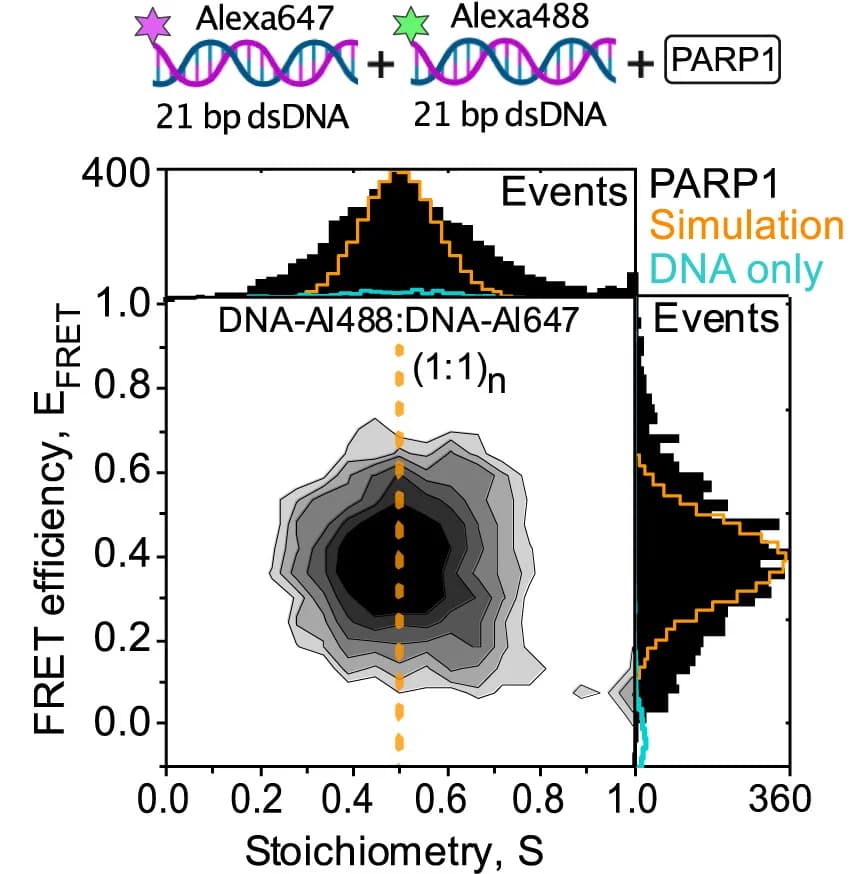 Open access visualization of Scatter Plot, Density Plot, Bar Plot, Fluorescence Detection, PARP1