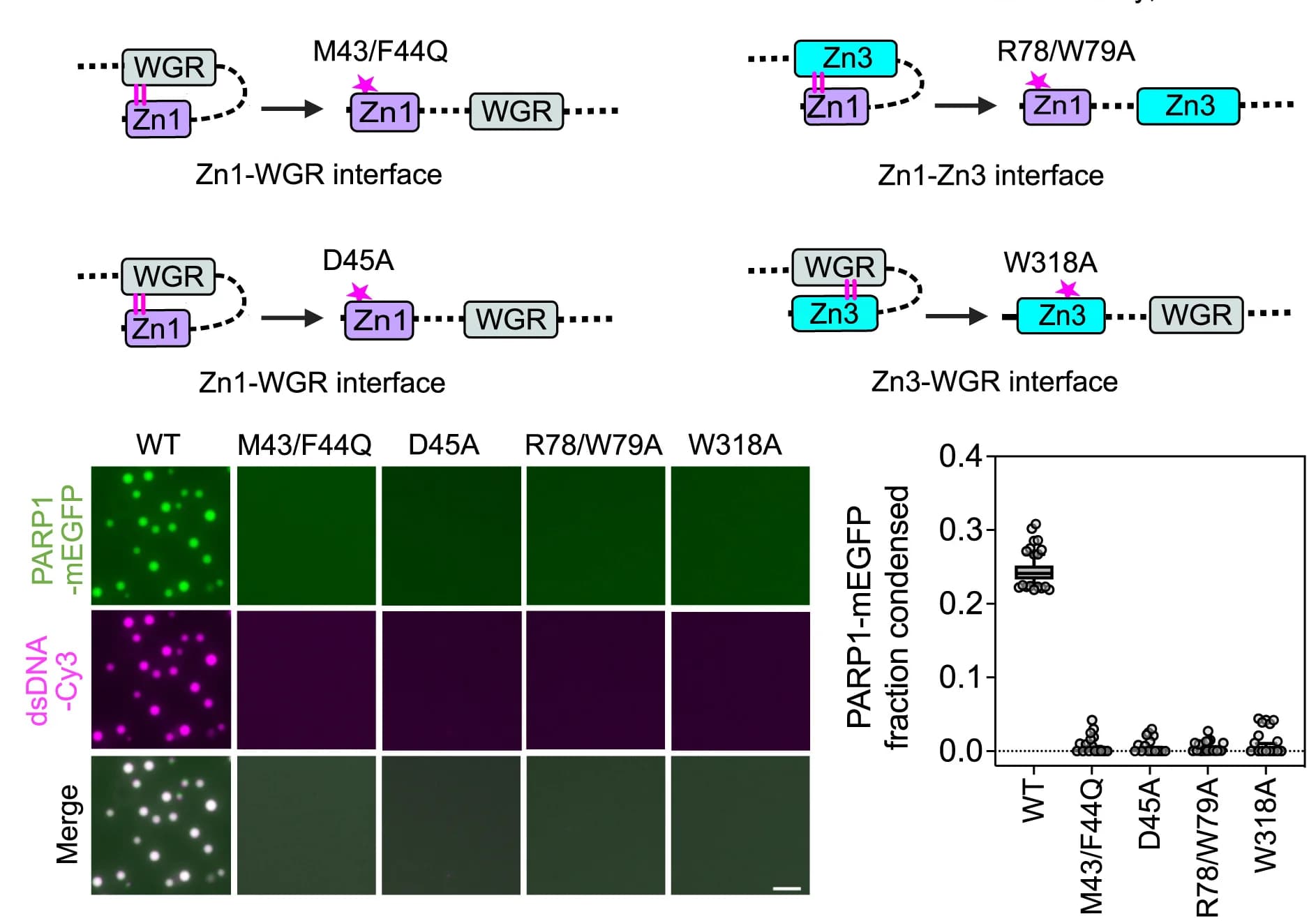 Open access visualization of Microscopy, Illustration, Box Plot, Scatter Plot, PARP1