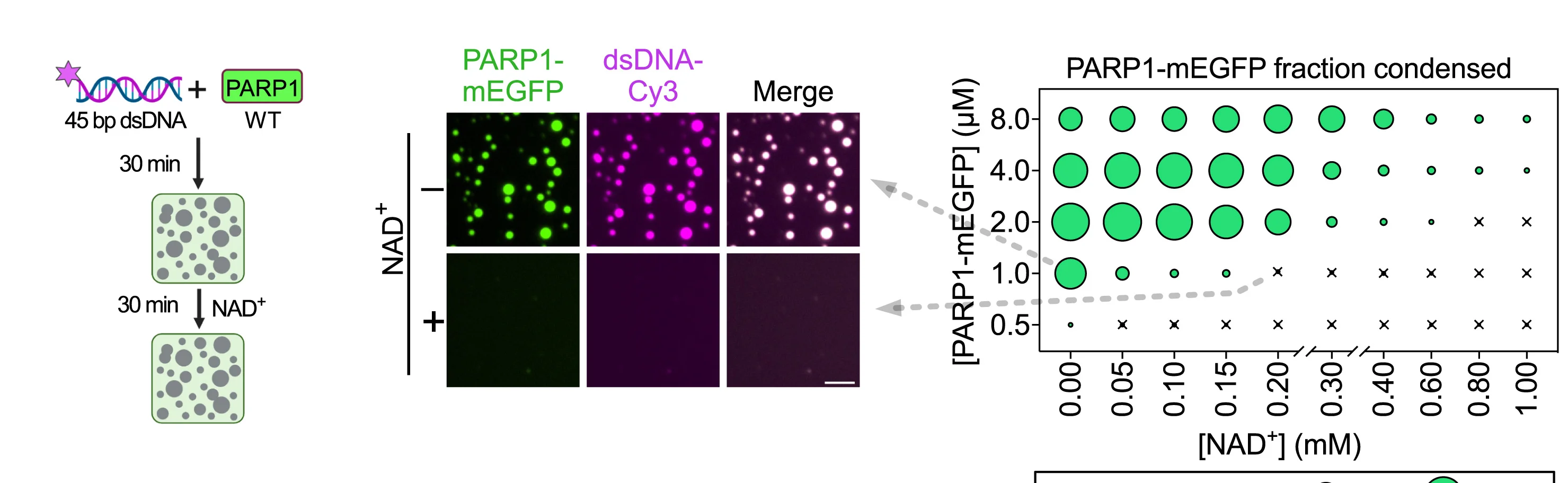 Open access visualization of Scatter Plot, Microscopy, Workflow, Fluorescence Images, PARP1-mEGFP