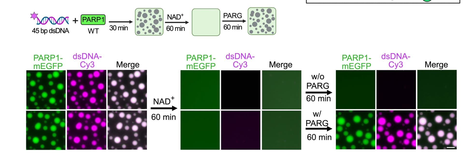 Open access visualization of Microscopy, Workflow, Experimental Workflow, Fluorescence Images, PARP1