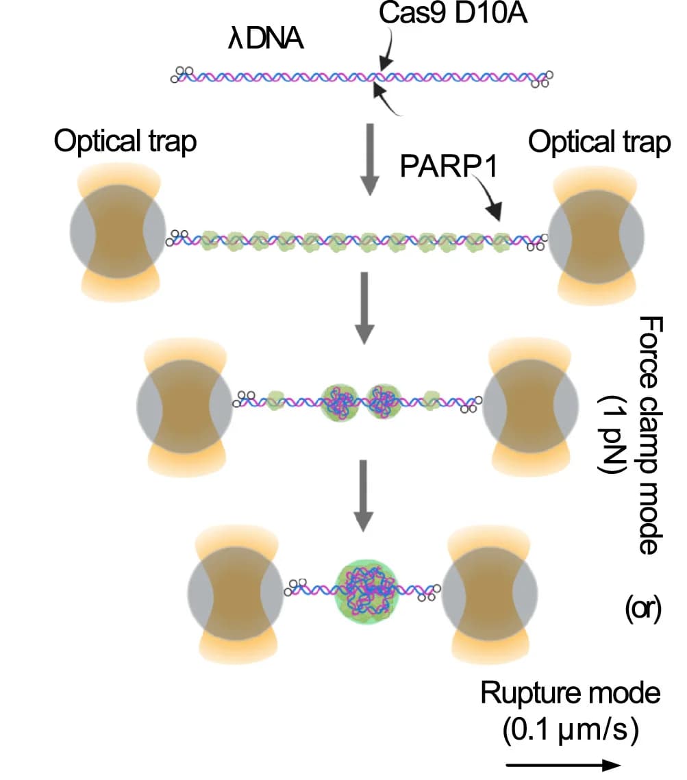 Open access visualization of Workflow, Illustration, Optical Tweezers, Force Clamp, Force-Extension
