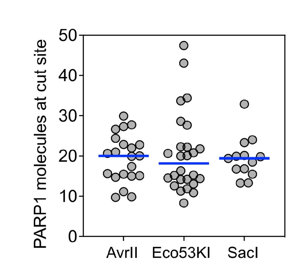 Open access visualization of Scatter Plot, PARP1 Molecules, Restriction Enzyme, DNA Double-Strand Breaks