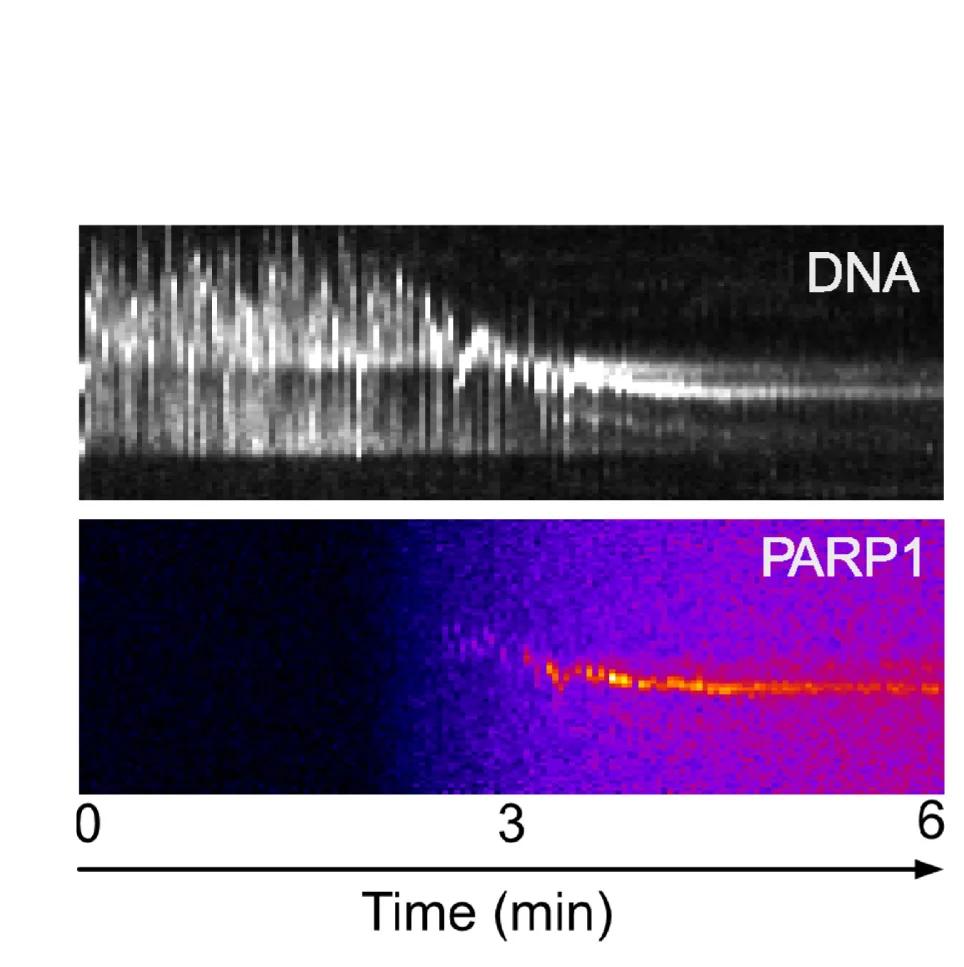 Open access visualization of Line Plot, Density Plot, Kymograph, DNA End Joining, PARP1 Accumulation