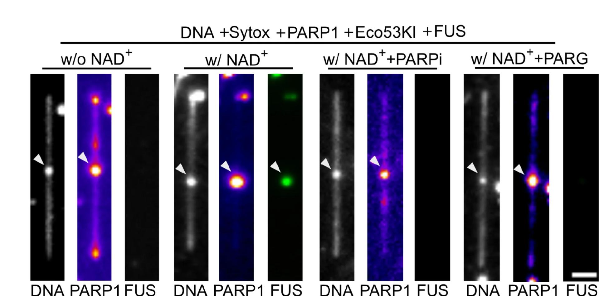Open access visualization of Microscopy, Fluorescence Images, Alexa 647N-PARP1, DNA Double-Strand Break, FUS-mEGFP