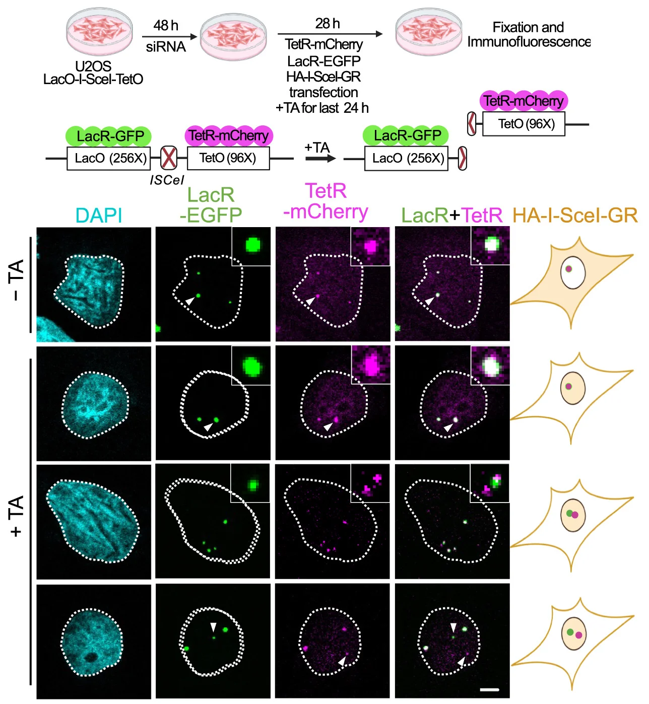 Open access visualization of Microscopy, Workflow, Illustration, Experimental Workflow, Lac-I-SceI-Tet Array System