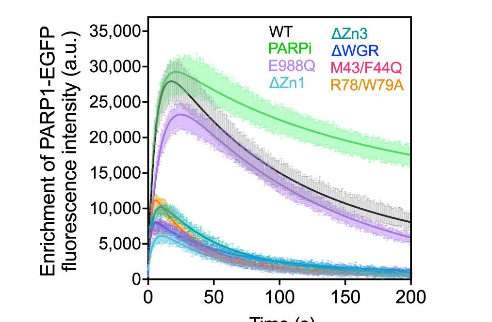 Open access visualization of Line Plot, Error Bars, GFP-Tagged PARP1, Damage Site, Enrichment