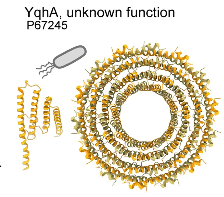 Open access visualization of Protein Structure, Monomer, Yqha, Ring Structure, Quaternary Structure