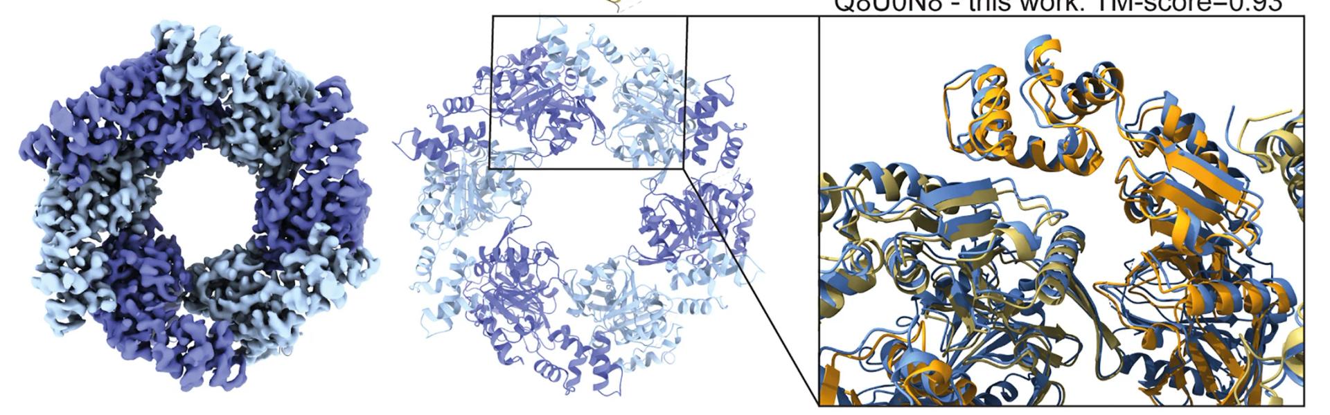 Open access visualization of Protein Structure, Cryo-EM, Hexameric Structure, Protein, P. furiosus
