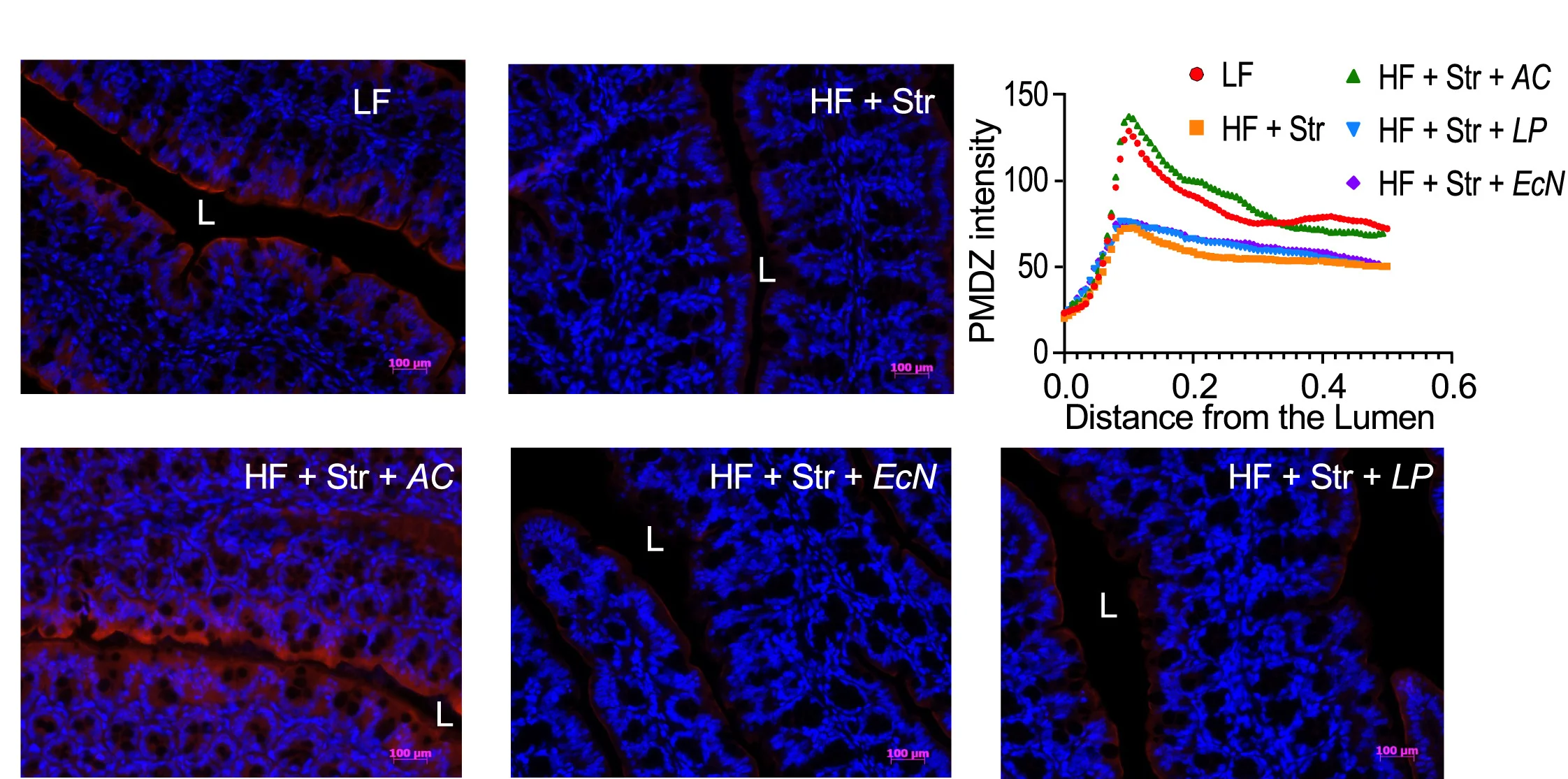 Open access visualization of Line Plot, Microscopy, Mice, Pimonidazole, PMDZ