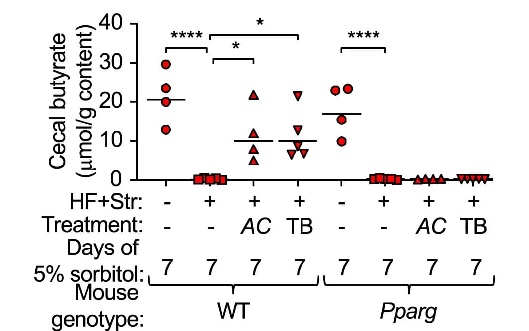 Open access visualization of Scatter Plot, Butyrate Concentrations, Cecal Contents, ANOVA, Tukeys Multiple-Comparison Tests