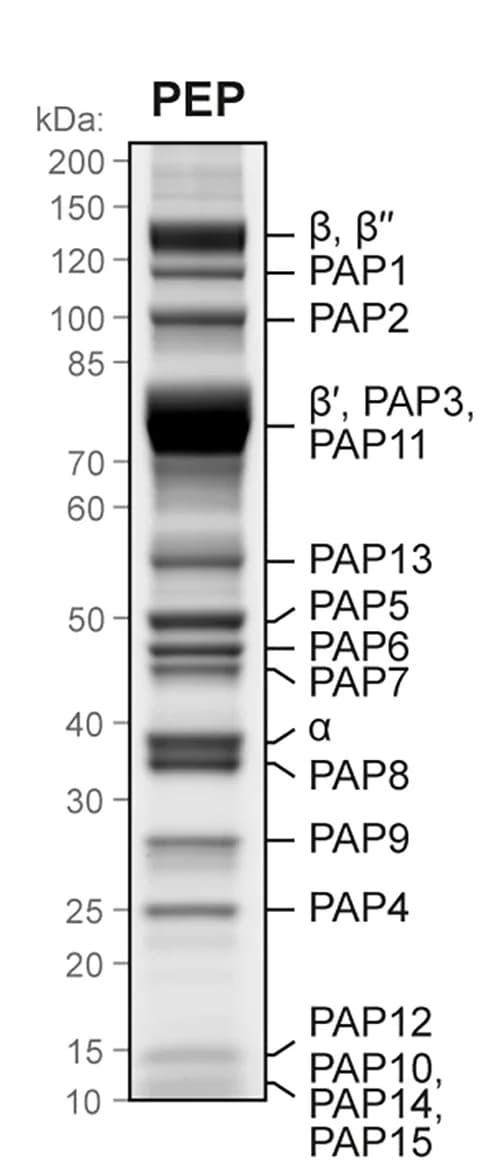 Open access visualization of Gel, SDS-PAGE, PEP, S. albachloroplasts, Subunits