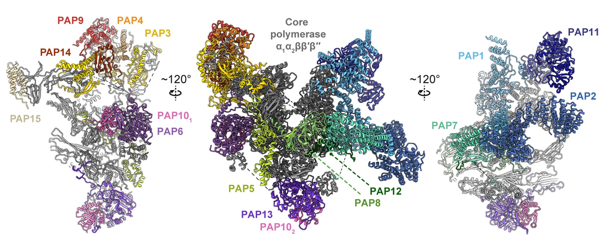Open access visualization of Protein Structure, Structural Model, PEP, Beta Lobe, Beta' Lobe