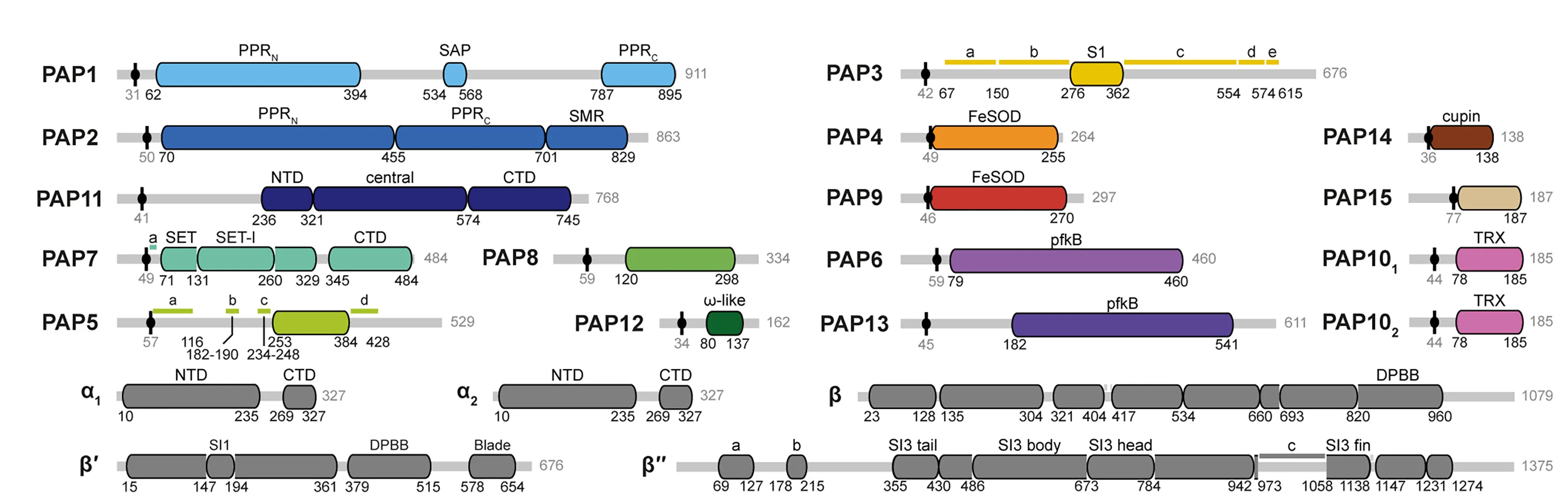 Open access visualization of Illustration, Domain Organization, S. alba PEP Subunits, Chloroplast Target Peptide, Cleavage Sites