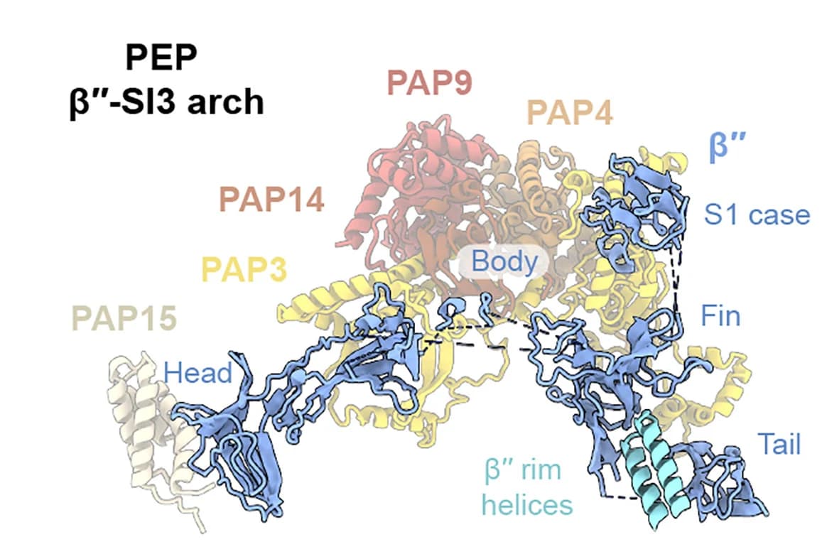 Open access visualization of Protein Structure, PEP, Cyanobacteria RNAP, Arch Domains